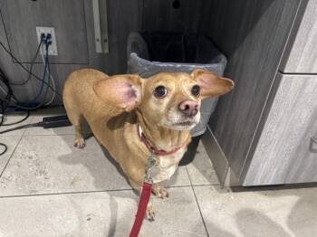 Chihuahua Dogs Available for Adoption - ANASTASIA | PetCurious