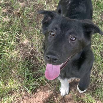 Border Collie and Belgian Shepherd Malinois Dogs Available for Adoption - Ashley | PetCurious