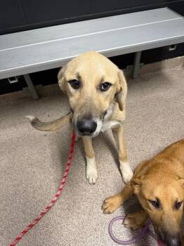 Atlas -  Anatolian Shepherd Dog for Adoption in Troy, Ohio - Atlas | PetCurious
