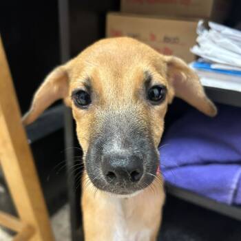 Rescue Mixed Breed Dogs for Adoption in Guaynabo, Guaynabo - Lilah | PetCurious