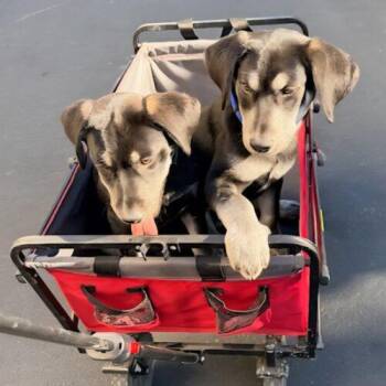 Labrador Retriever and Shepherd Dogs Available for Adoption - REMI | PetCurious