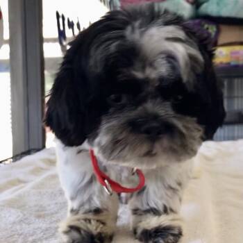 Rescue Shih Tzu Dogs for Adoption in Lincolnwood, Illinois - Stanley | PetCurious