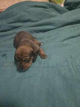 Puppy #3 -  Dachshund Dog for Sale in Kingsland, Texas - Puppy #3 | PetCurious