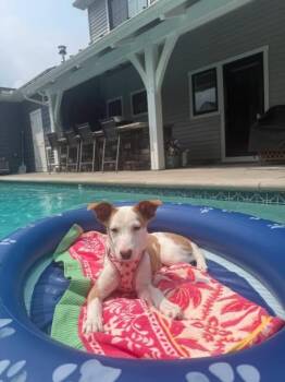 Cali -  Hound Dog for Adoption in Salamanca, New York - Cali | PetCurious