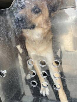 COYOTE -  German Shepherd Dog Dog for Adoption in Dallas, Texas - COYOTE | PetCurious