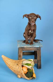 820-26 -  Labrador Retriever Dog for Adoption in Brighton, Colorado - 820-26 | PetCurious