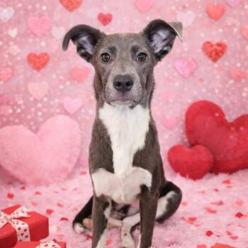 Labrador Retriever and Jack Russell Terrier Dogs Available for Adoption - HOLLY | PetCurious