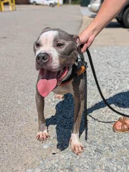Ezekial -  Mixed Breed Dog for Adoption in Huntsville, Alabama - Ezekial | PetCurious