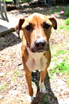 Border Collie and Mixed Breed Dogs Available for Adoption in Morton Grove, Illinois - Zinnia | PetCurious