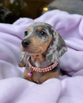 Cloe -  Dachshund Dog for Adoption in West Caldwell, New Jersey - Cloe | PetCurious