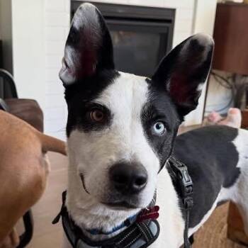Mixed Breed and Australian Cattle Dog Blue Heeler Dogs Available for Adoption in Salem, Oregon - Echo | PetCurious