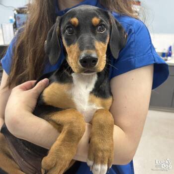 Shepherd and Hound Dogs Available for Adoption in Washington, District Of Columbia - Mocha | PetCurious