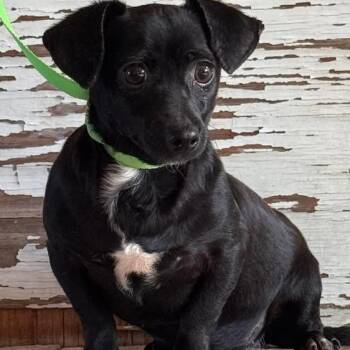 Suri -  Chihuahua Dog for Adoption in Carrollton, Texas - Suri | PetCurious