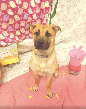 Shilo -  Shepherd Dog for Adoption in Towanda, Pennsylvania - Shilo | PetCurious