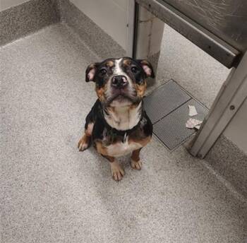 Boxer and Mixed Breed Dogs Available for Adoption - THIN MINT | PetCurious