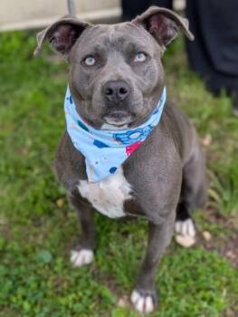 Mixed Breed Dogs Available for Adoption in Gulfport, Mississippi - Kitanna | PetCurious