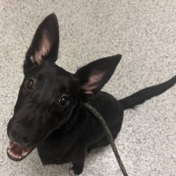 Laney -  Siberian Husky and Mixed Breed Dog for Adoption in Reno, Nevada - Laney | PetCurious