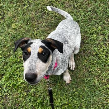 John 26-07-042 -  Australian Cattle Dog Blue Heeler and Bull Terrier Dog for Adoption in Bastrop, Texas - John 26-07-042 | PetCurious
