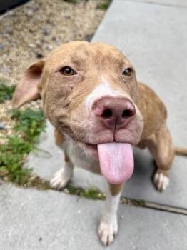 Danny Phantom -  Pit Bull Terrier and Mixed Breed Dog for Adoption in New Orleans, Louisiana - Danny Phantom | PetCurious