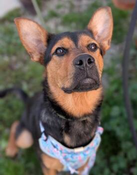 Twilight Sparkle -  Shepherd Dog for Adoption in Defiance, Ohio - Twilight Sparkle | PetCurious