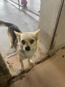 Luke -  Chihuahua Dog for Adoption in Troy, Ohio - Luke | PetCurious