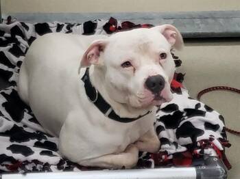 KILO -  American Bulldog and Mixed Breed Dog for Adoption in Omaha, Nebraska - KILO | PetCurious