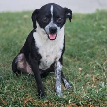 Scooter -  Chihuahua Dog for Adoption in Kempner, Texas - Scooter | PetCurious