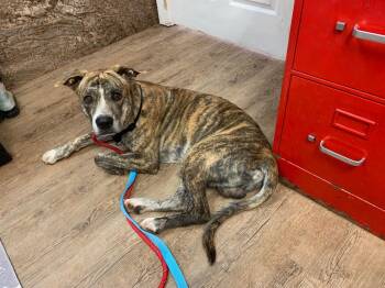 Rescue Mountain Cur and Mixed Breed Dogs for Adoption in Tucumcari, New Mexico - Chaos | PetCurious