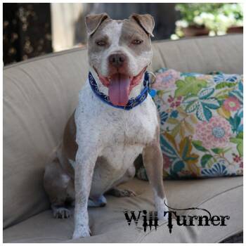 Will Turner -  Terrier Dog for Adoption in Sioux Falls, South Dakota - Will Turner | PetCurious