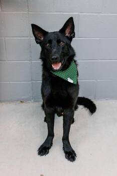 ASHER -  German Shepherd Dog Dog for Adoption in Holbrook, New York - ASHER | PetCurious