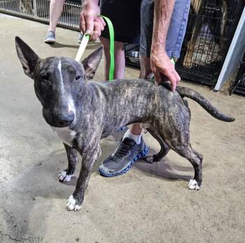 Hooey $500 -  Bull Terrier Dog for Adoption in West Milwaukee, Wisconsin - Hooey $500 | PetCurious