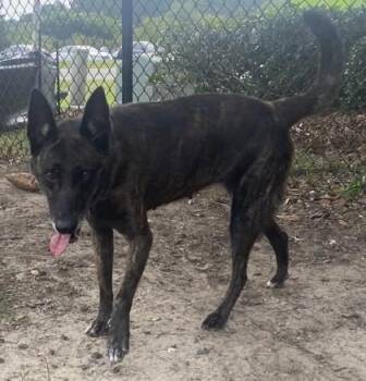 Katie -  Dutch Shepherd and Mixed Breed Dog for Adoption in Conway, South Carolina - Katie | PetCurious