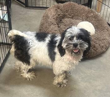Chester -  Lhasa Apso Dog for Adoption in Ellicott City, Maryland - Chester | PetCurious