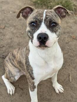 Aidi -  Pit Bull Terrier Dog for Adoption in Anderson, Indiana - Aidi | PetCurious