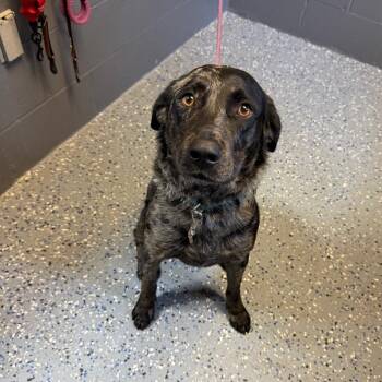 Cattle Dog and Mixed Breed Dogs Available for Adoption in Tuscaloosa, Alabama - TUSC-Stray-84295 | PetCurious