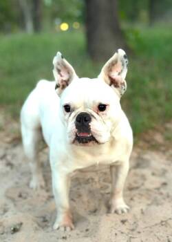 GABBY -  Bulldog and French Bulldog Dog for Adoption in Vaughan, Ontario - GABBY | PetCurious