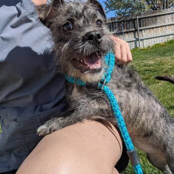 Border Terrier Dogs Available for Adoption - Trancey  | PetCurious