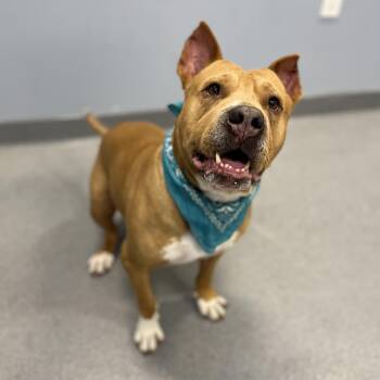 Mixed Breed Dogs Available for Adoption in Canal Winchester, Ohio - Geo | PetCurious