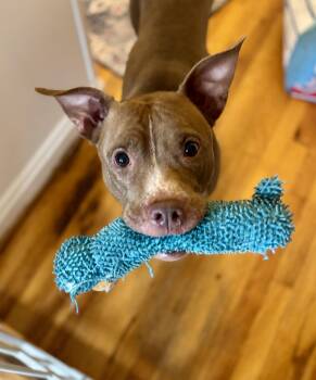 Rescue Pit Bull Terrier and Mixed Breed Dogs for Adoption in Fredericksburg, Virginia - Autumn | PetCurious