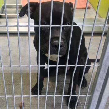 Bea2244 -  Pit Bull Terrier Dog for Adoption in San Jacinto, California - Bea2244 | PetCurious