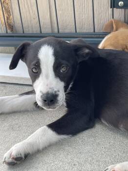 Australian Cattle Dog Blue Heeler Dogs Available for Adoption in Bolivar, Missouri - Hardy | PetCurious