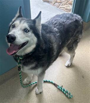 Siberian Husky Dogs Available for Adoption in Newton, North Carolina - KOE | PetCurious