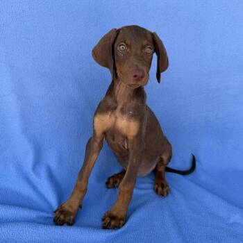 Pink Tights -  Australian Shepherd and Doberman Pinscher Dog for Adoption in Carencro, Louisiana - Pink Tights | PetCurious