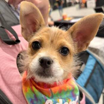 Bambi -  Terrier Dog for Adoption in Brainerd, Minnesota - Bambi | PetCurious