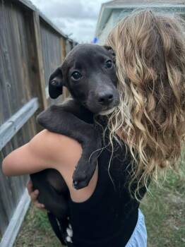 Tempeh -  Labrador Retriever and Terrier Dog for Adoption in Austin, Texas - Tempeh | PetCurious