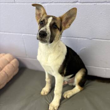 Wishbone -  Terrier and Shepherd Dog for Adoption in Bardstown, Kentucky - Wishbone | PetCurious