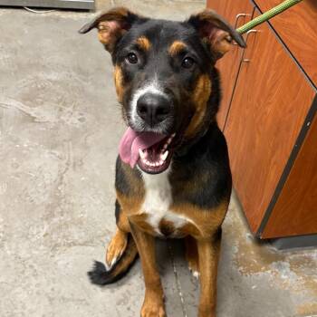 Anakin -  Mixed Breed Dog for Adoption in Yuma, Arizona - Anakin | PetCurious