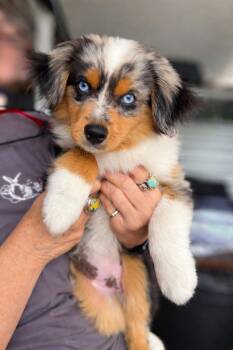 Australian Shepherd Dogs Available for Adoption - Austin | PetCurious