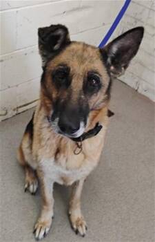 CELEBI -  German Shepherd Dog Dog for Adoption in San Bernardino, California - CELEBI | PetCurious