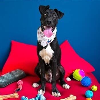 Rescue Pit Bull Terrier Dogs for Adoption in Brock, Texas - Bobo | PetCurious